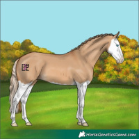 Horse Color:Red Dun Splash