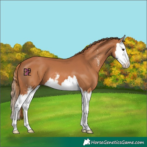 Horse Color:Chestnut Sabino Splash