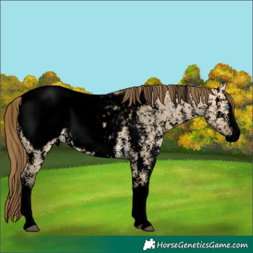 Horse Color:Void Buckskin Dun Sabino Splash Appaloosa 
