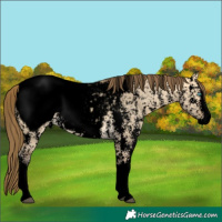 Horse Color:Void Buckskin Dun Sabino Splash Snowcap 