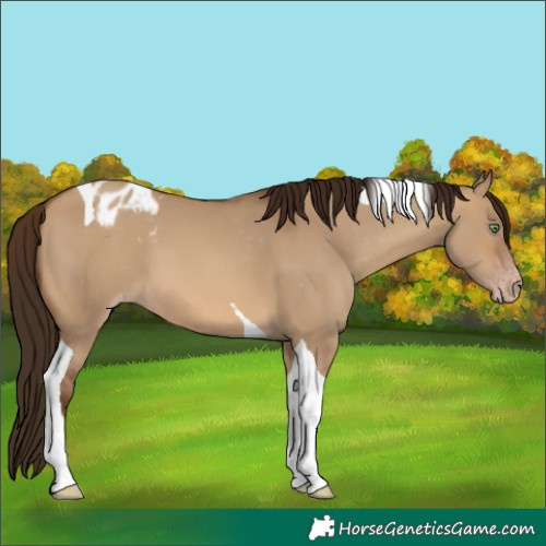 Horse Color:Gray Amber Champagne Dun Tobiano Appaloosa