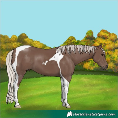 Horse Color:Silver Black Tobiano 