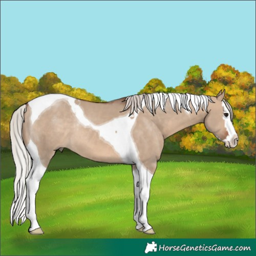 Horse Color:Silver Brown Dun Splash Tobiano Rabicano