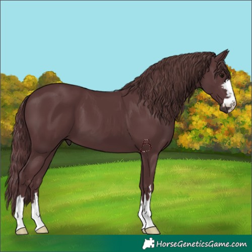 Horse Color:Chocolate Black