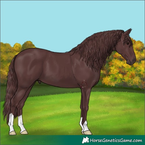 Horse Color:Chocolate Black 