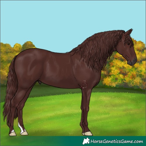 Horse Color:Gray Chocolate Black 