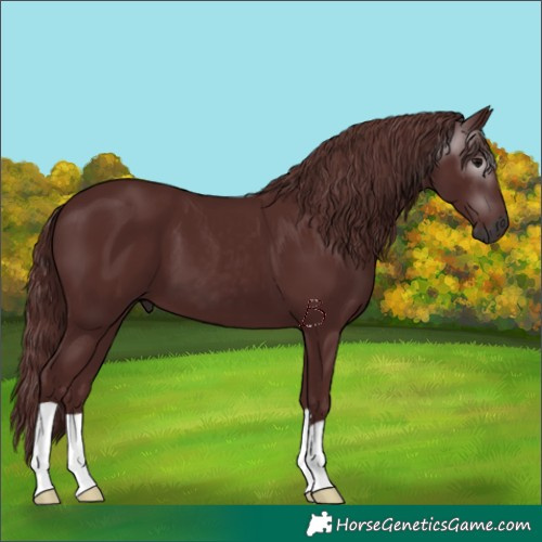 Horse Color:Gray Chocolate Black 