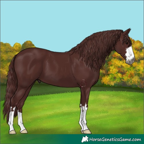 Horse Color:Gray Chocolate Black