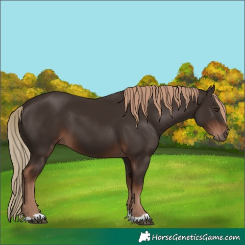 Horse Color:Liver Chestnut 
