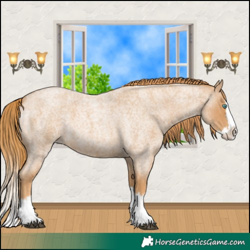 Horse Color:Red Roan Splash 