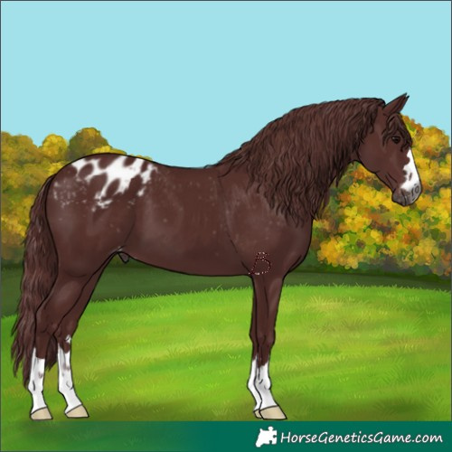 Horse Color:Gray Chocolate Black Appaloosa