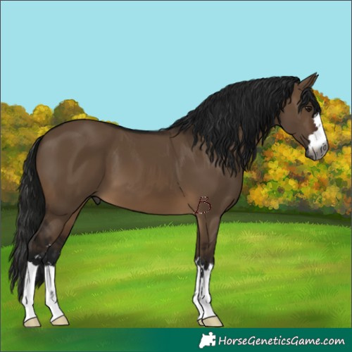 Horse Color:Gray Brown Dun 