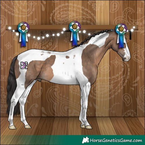 Horse Color:Brown Dun Tobiano