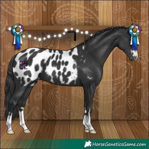 Horse Color:Black Appaloosa 