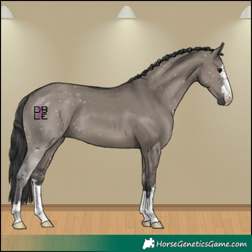 Horse Color:Grullo 