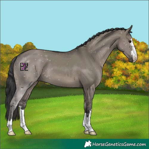 Horse Color:Grullo 