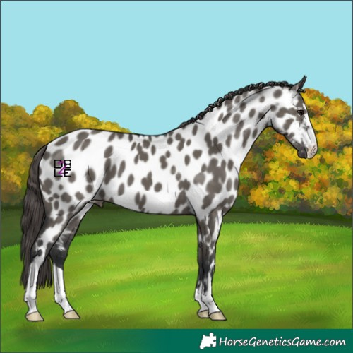Horse Color:Grullo Appaloosa 