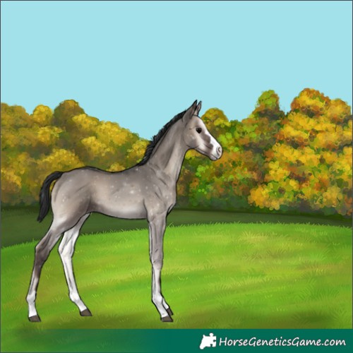 Horse Color:Grullo Onyx 