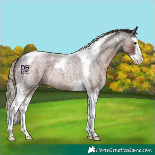 Horse Color:Liver Red Roan Splash Tobiano