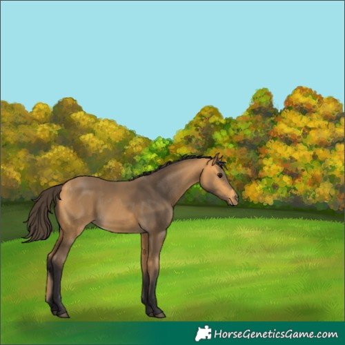 Horse Color:Buckskin 