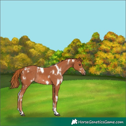 Horse Color:White Spotted Chestnut Rabicano 