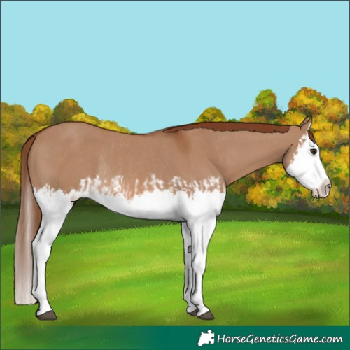Horse Color:Red Dun Splash and Red Dun Splash Rabicano