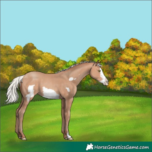 Horse Color:Silver Amber Champagne Frame 