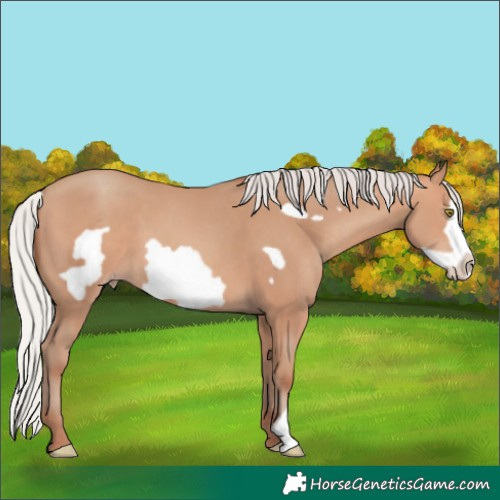 Horse Color:Silver Amber Champagne Frame