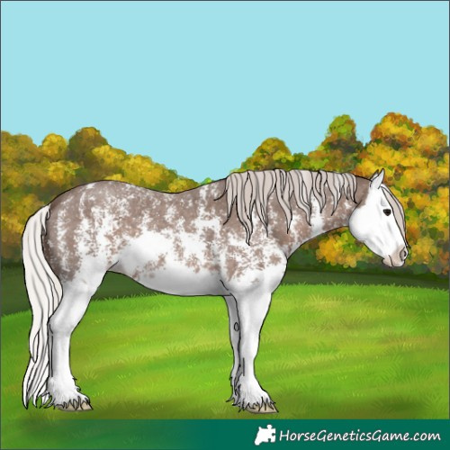 Horse Color:Silver Black Sabino Splash