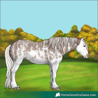 Horse Color:Silver Black Sabino Splash