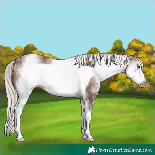 Horse Color:White Spotted Silver Brown Frame 