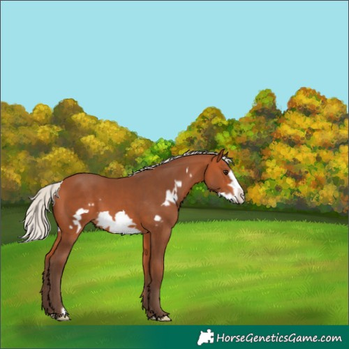 Horse Color:Silver Bay Frame 