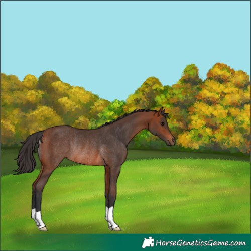 Horse Color:Bay Rabicano 