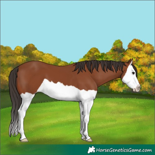 Horse Color:Bay Splash