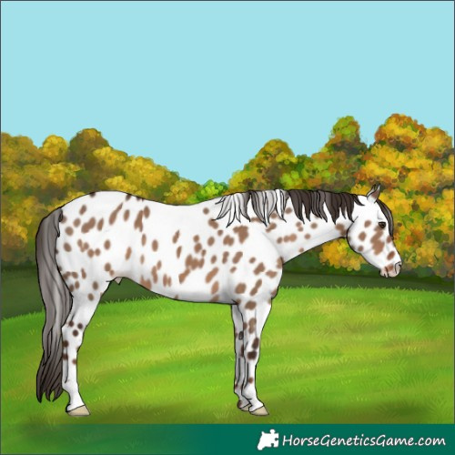 Horse Color:Liver Red Dun Appaloosa