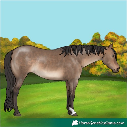 Horse Color:Brown Dun 