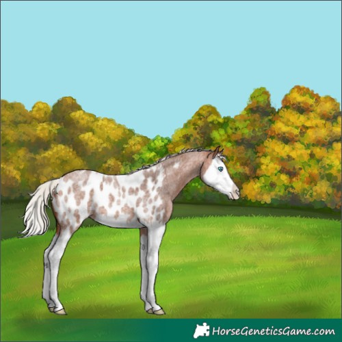 Horse Color:Silver Bay Roan Splash Appaloosa 