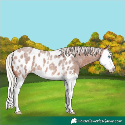 Horse Color:Silver Bay Roan Splash Blanket 
