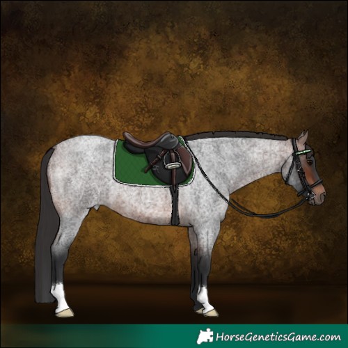 Horse Color:Brown Roan