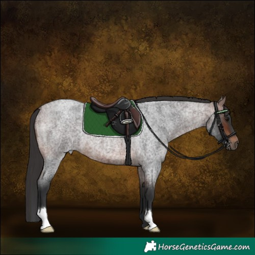 Horse Color:Brown Roan