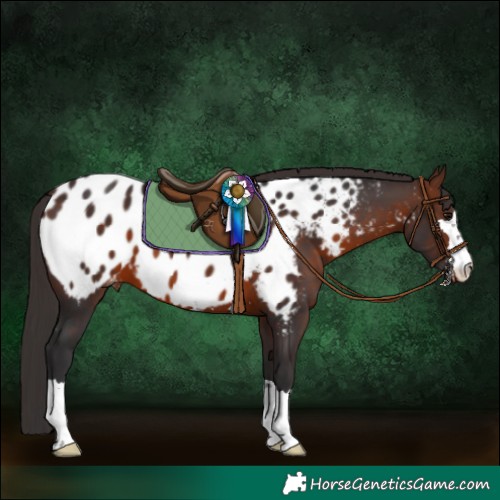 Horse Color:Brown Blanket