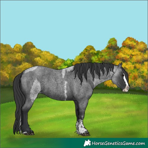 Horse Color:Blue Roan Sabino Splash  and Blue Roan Sabino Splash 