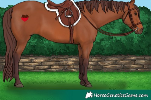 Horse Color:Chocolate Bay 