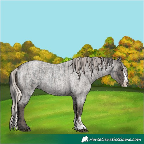 Horse Color:Blue Roan Sabino Splash  and Silver Blue Roan Sabino Splash 