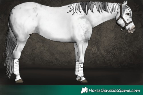 Horse Color:White Spotted Blue Roan Splash Frame Near Leopard