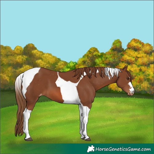 Horse Color:Chestnut Tobiano Appaloosa