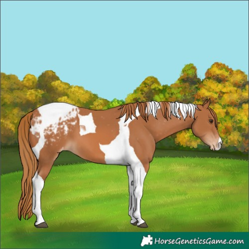 Horse Color:Chestnut Tobiano Appaloosa