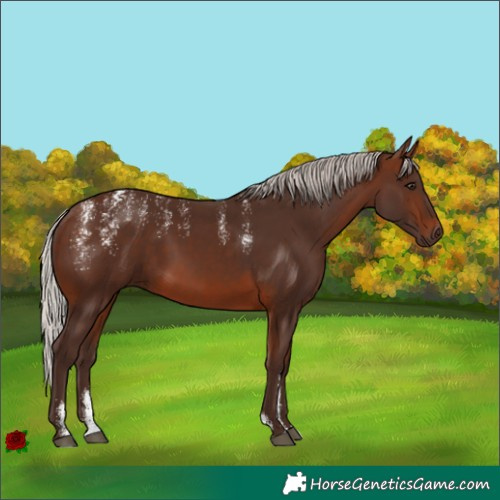 Horse Color:Powder White Silver Brown Rabicano