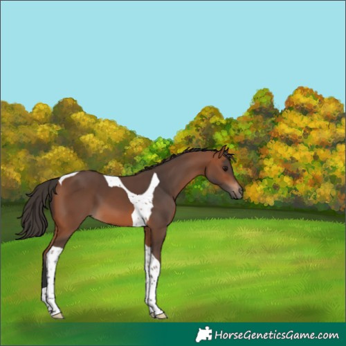 Horse Color:Bay Tobiano 