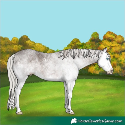 Horse Color:White Spotted Silver Black Splash 
